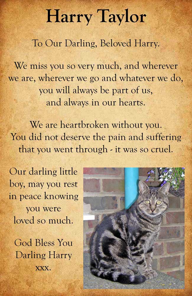 Pet Tribute to Harry Taylor