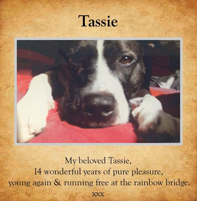 Pet Tribute to Tassie Pitt