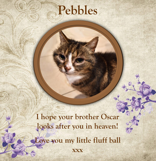 Pet Tribute to Pebbles Bannister